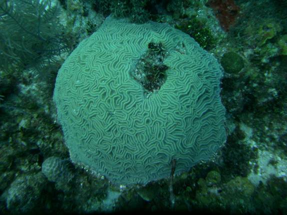Coral em San Andrés, ilha no caribe colombiano